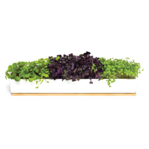 Microgreens