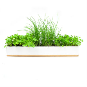 green Micro herbs